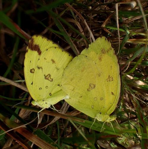 Réf. 200 088 : Eurema hecabe